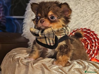 Chihuahua dogs Xx gorgeous chocolate longcoat chihuahua puppy Xx - Advert 5