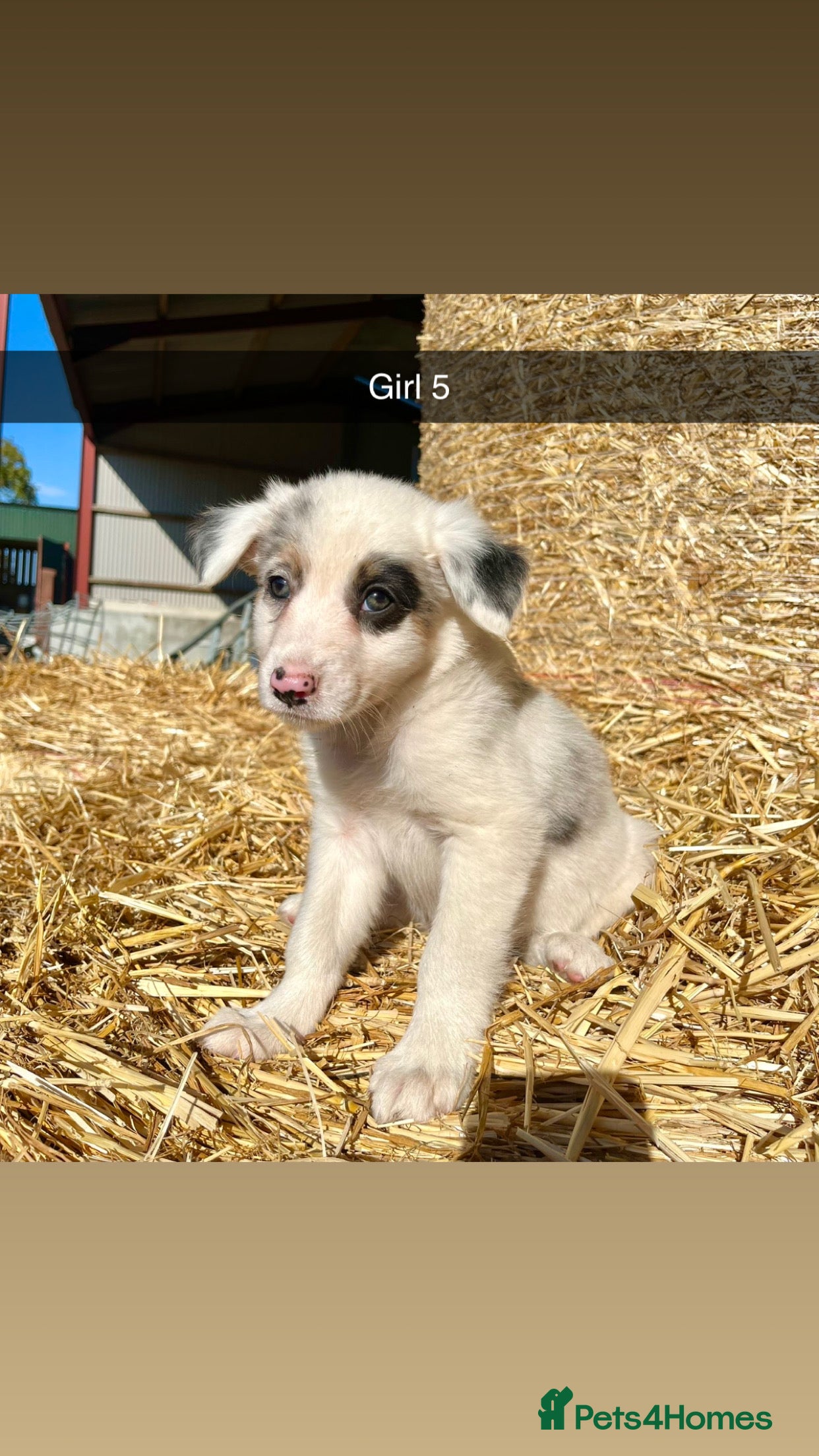 Border Collie dogs Stunning collie puppies for sale - Advert 2
