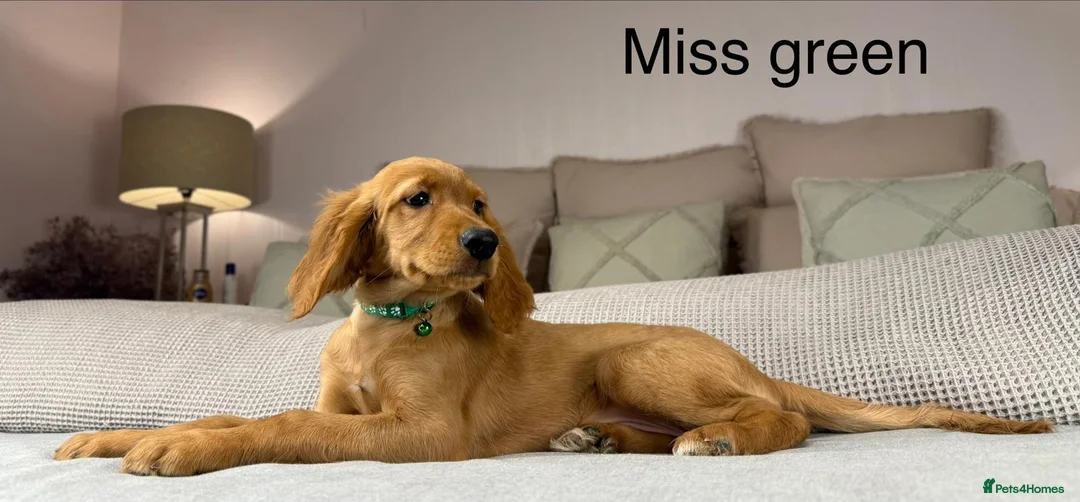 Goldendoodle dogs for sale: These will be stunning adults. Real head turners. - Advert 12