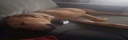 Mixed Breed dogs for sale: Beautiful saluki cross girl - Advert 3