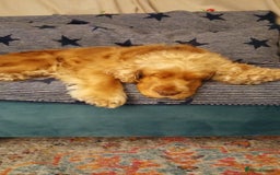 Cocker Spaniel dogs for sale: Cocker Spaniel - Image 7