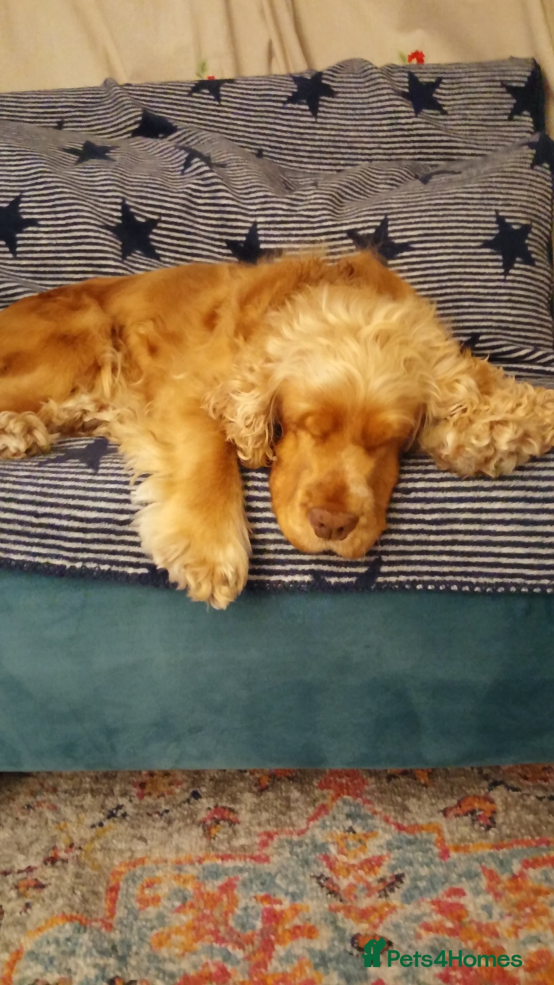 Cocker Spaniel dogs for sale: Cocker Spaniel - Image 7