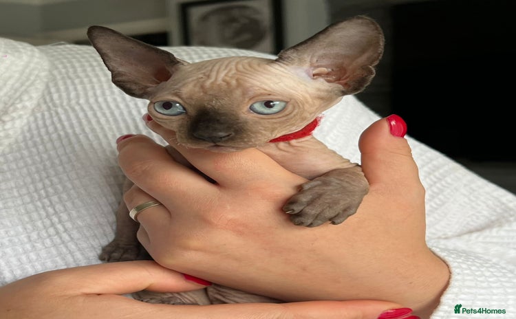 Sphynx cats - Advert 2
