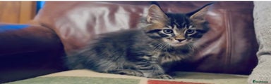 Maine Coon Kitten 3
