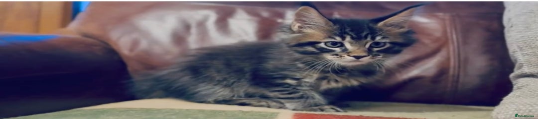 Maine Coon Kitten 3