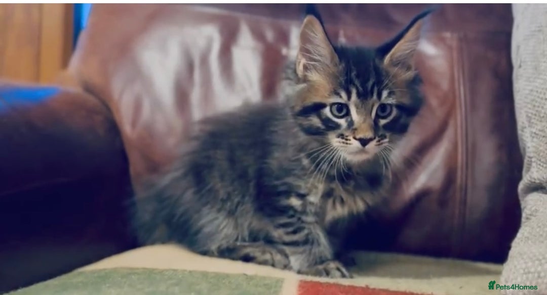 Maine Coon cats for sale: Riverbrue Maine Coon Cattery (GCCF) - Image 5