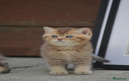 British Shorthair cats for sale: Last kitten left: TICA Golden Black Shaded BSH/BLH - Image 15