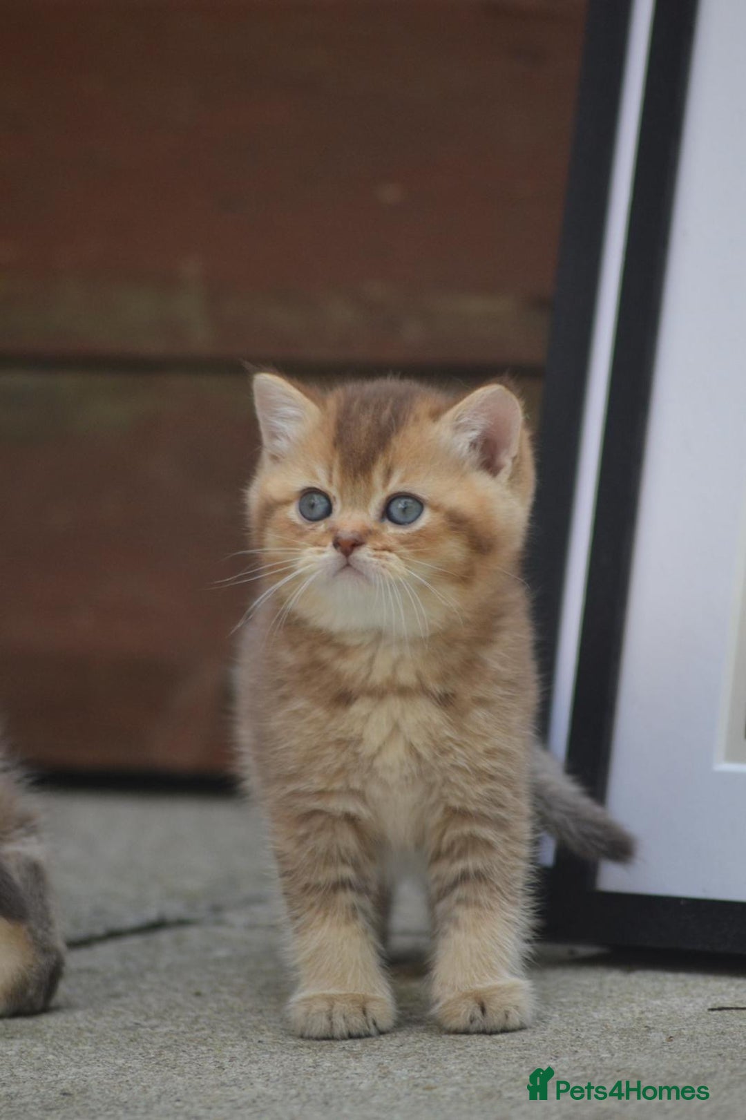 British Shorthair cats for sale: Last kitten left: TICA Golden Black Shaded BSH/BLH - Image 15