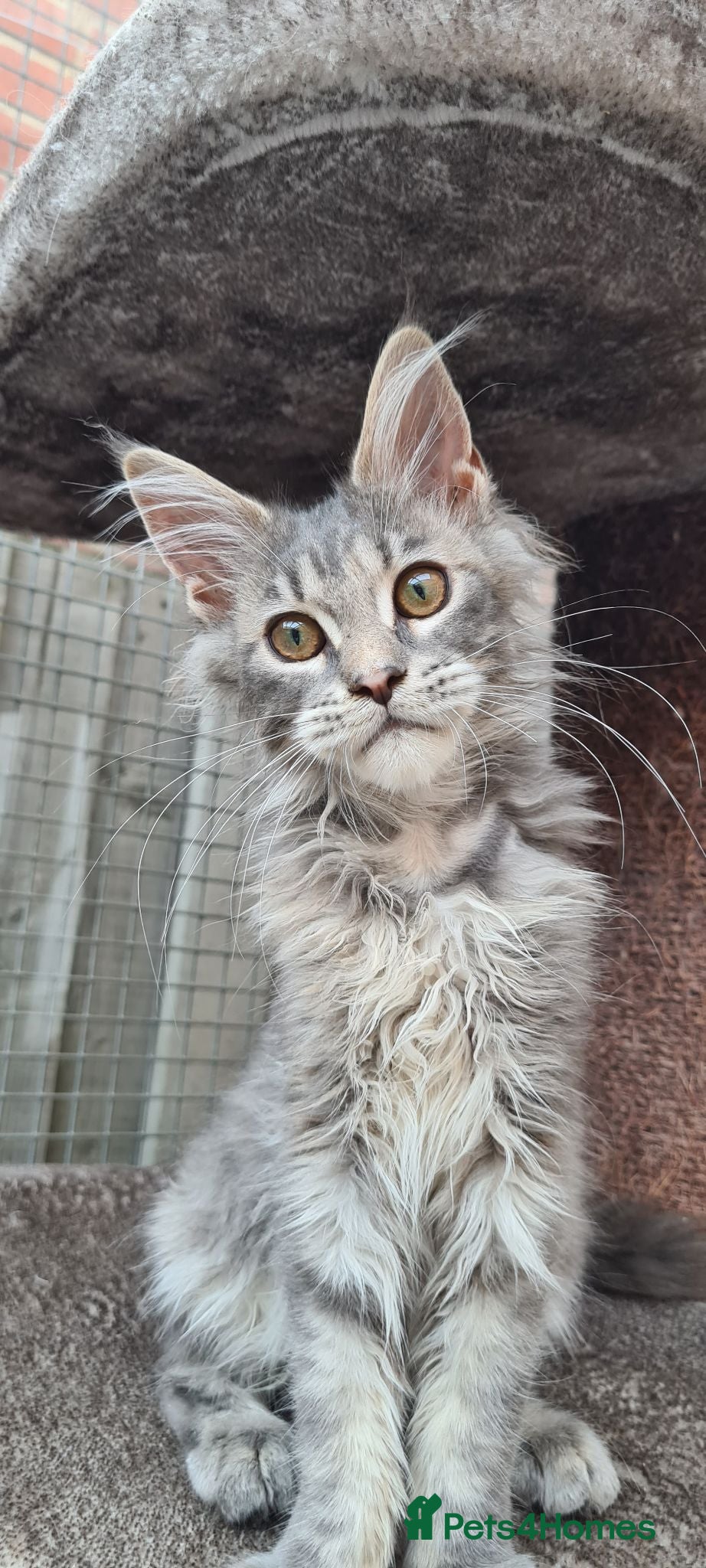 Maine Coon cats 5 month mainecoon female - Advert 1