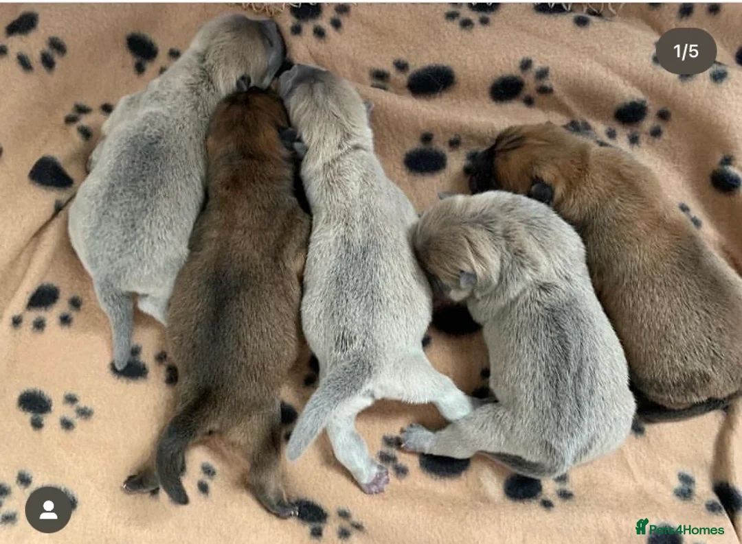 Chow Chow dogs for stud: SUMO- lilac, chocolate, rainbow producer in Cheltenham - Advert 13