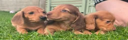 Miniature Dachshund dogs for sale: Red long hair miniature daschund puppies - Advert 1
