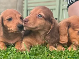 Miniature Dachshund dogs for sale: Red long hair miniature daschund puppies - Advert 1