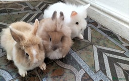 Lionhead rabbits for sale: Fluffy Pure Lionhead Baby Bunnies - Rare colours - Image 5