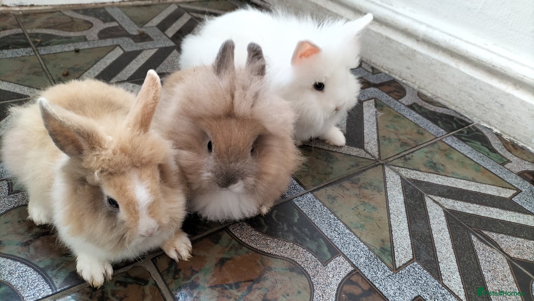 Lionhead rabbits for sale: Fluffy Pure Lionhead Baby Bunnies - Rare colours - Image 5
