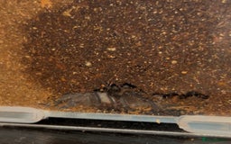 Tarantulas invertebrates for sale: Aphonopelma hentzi - Texas Tan tarantula - Image 3