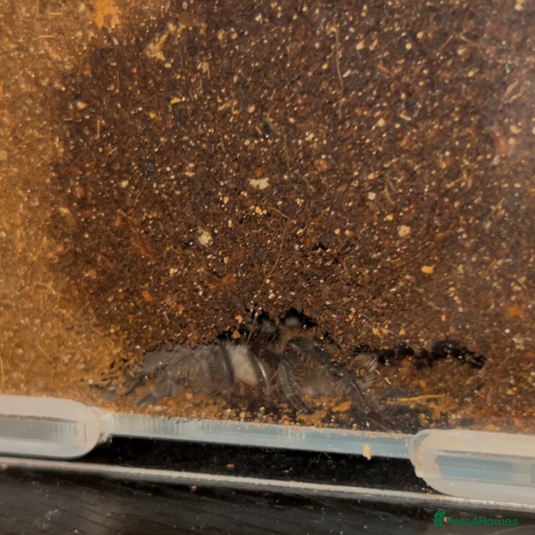 Tarantulas invertebrates for sale: Aphonopelma hentzi - Texas Tan tarantula - Image 3