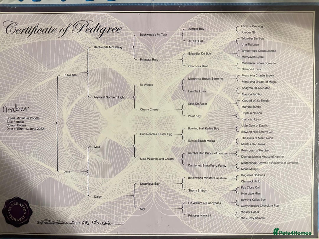 Miniature Poodle dogs for sale: Gorgeous pure bred miniature poodles - Advert 11