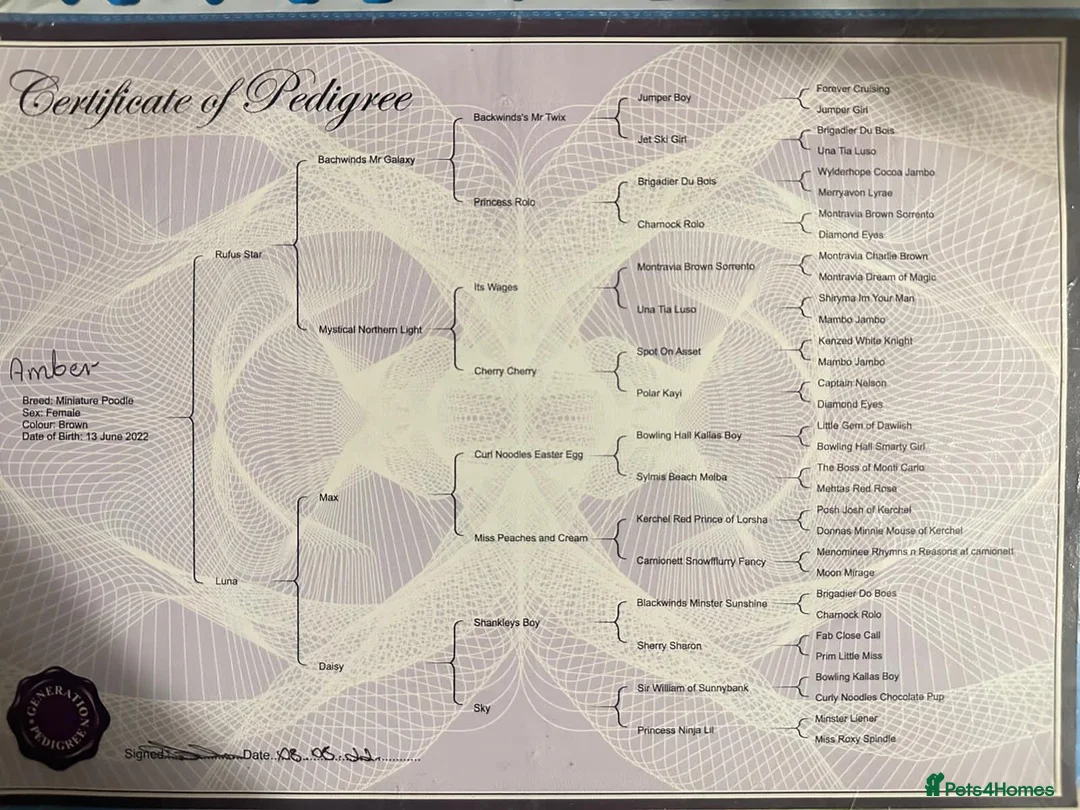 Miniature Poodle dogs for sale: Gorgeous pure bred miniature poodles - Advert 5