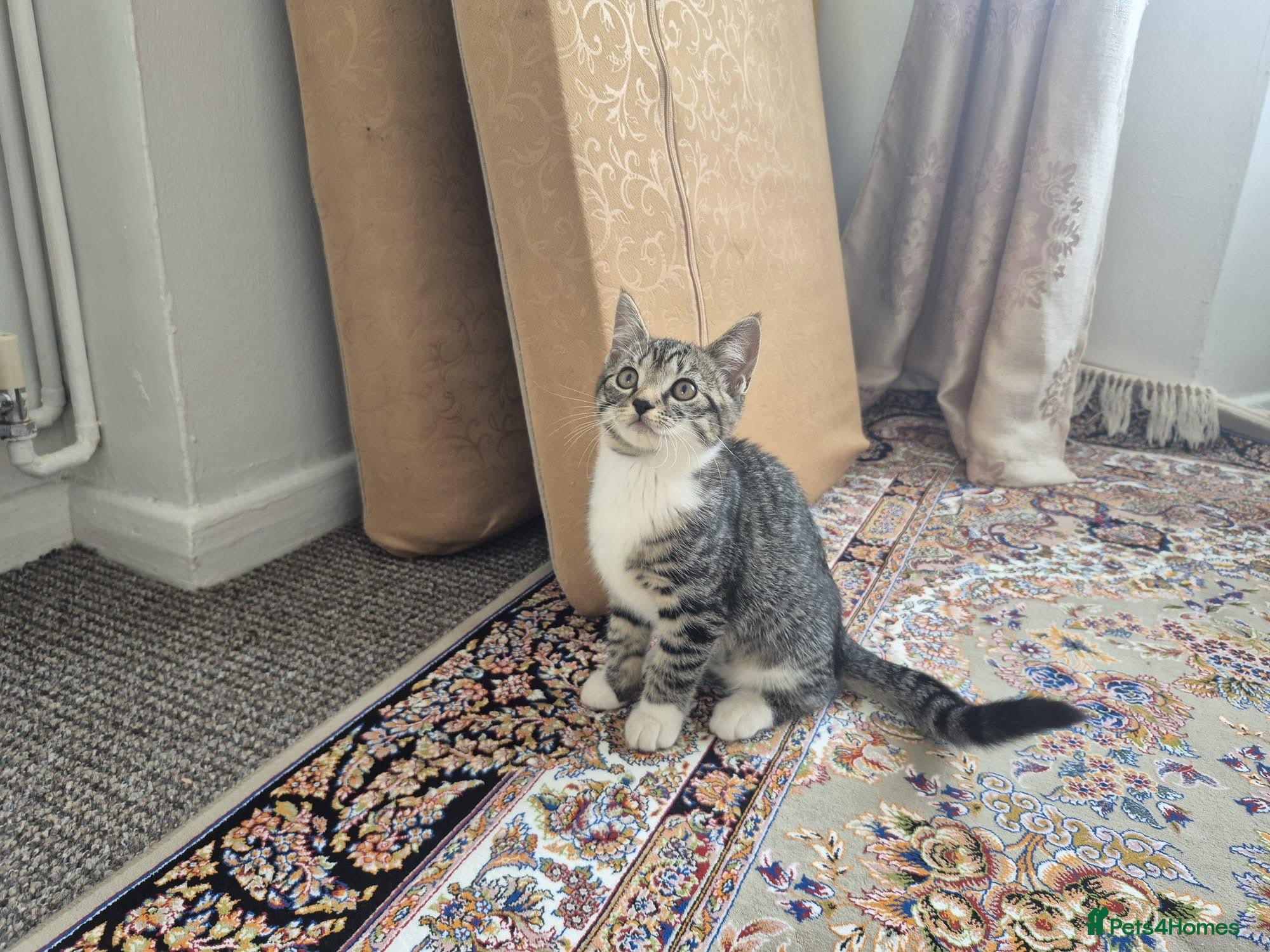 British Shorthair cats for sale: Tabby short hair kittens  - Advert 3