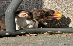 Cocker Spaniel dogs for sale: Kc registered cocker spaniels - Image 18