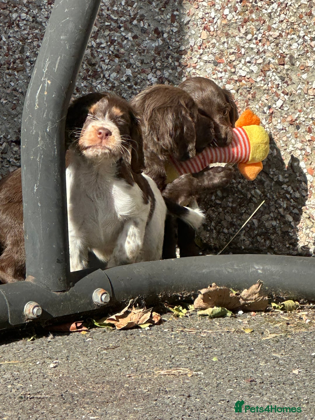 Cocker Spaniel dogs for sale: Kc registered cocker spaniels - Image 18