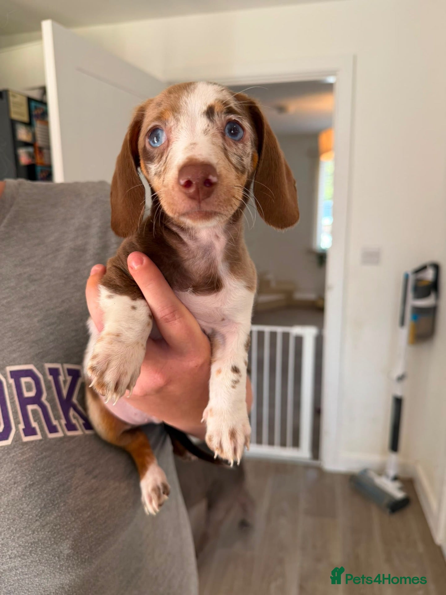 Miniature Dachshund dogs Fully vaccinated READY NOW Minature Dachshund Pups - Advert 14