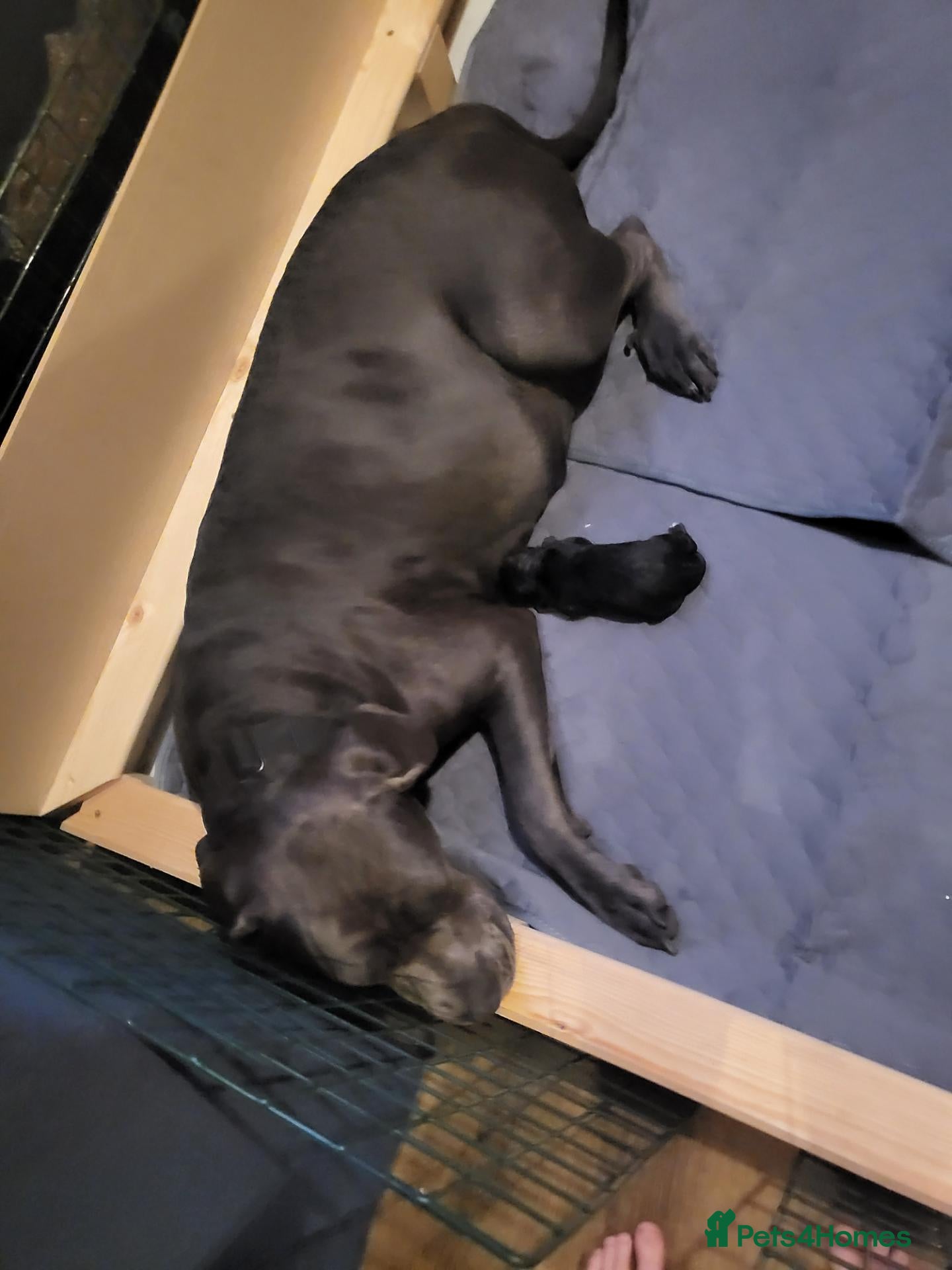 Cane Corso dogs Cane corsos (ready to leave) - Advert 5