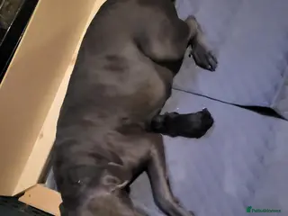Cane Corso dogs Cane corsos (ready to leave) - Advert 5
