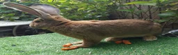 Continental Giant rabbits for sale: Super Stud Bunnies Health checked and Vaccinated  - Advert 2