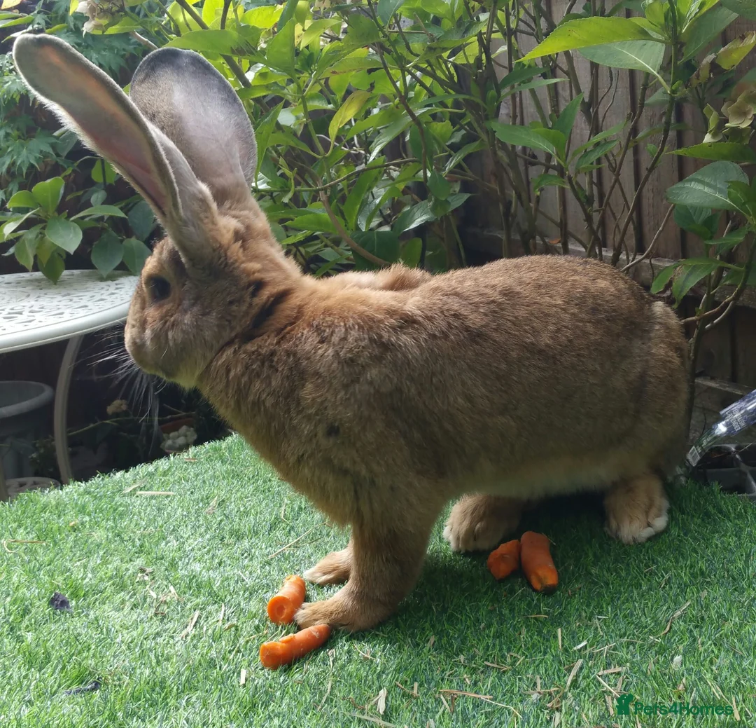 Continental Giant rabbits for sale: Super Stud Bunnies Health checked and Vaccinated  - Advert 2