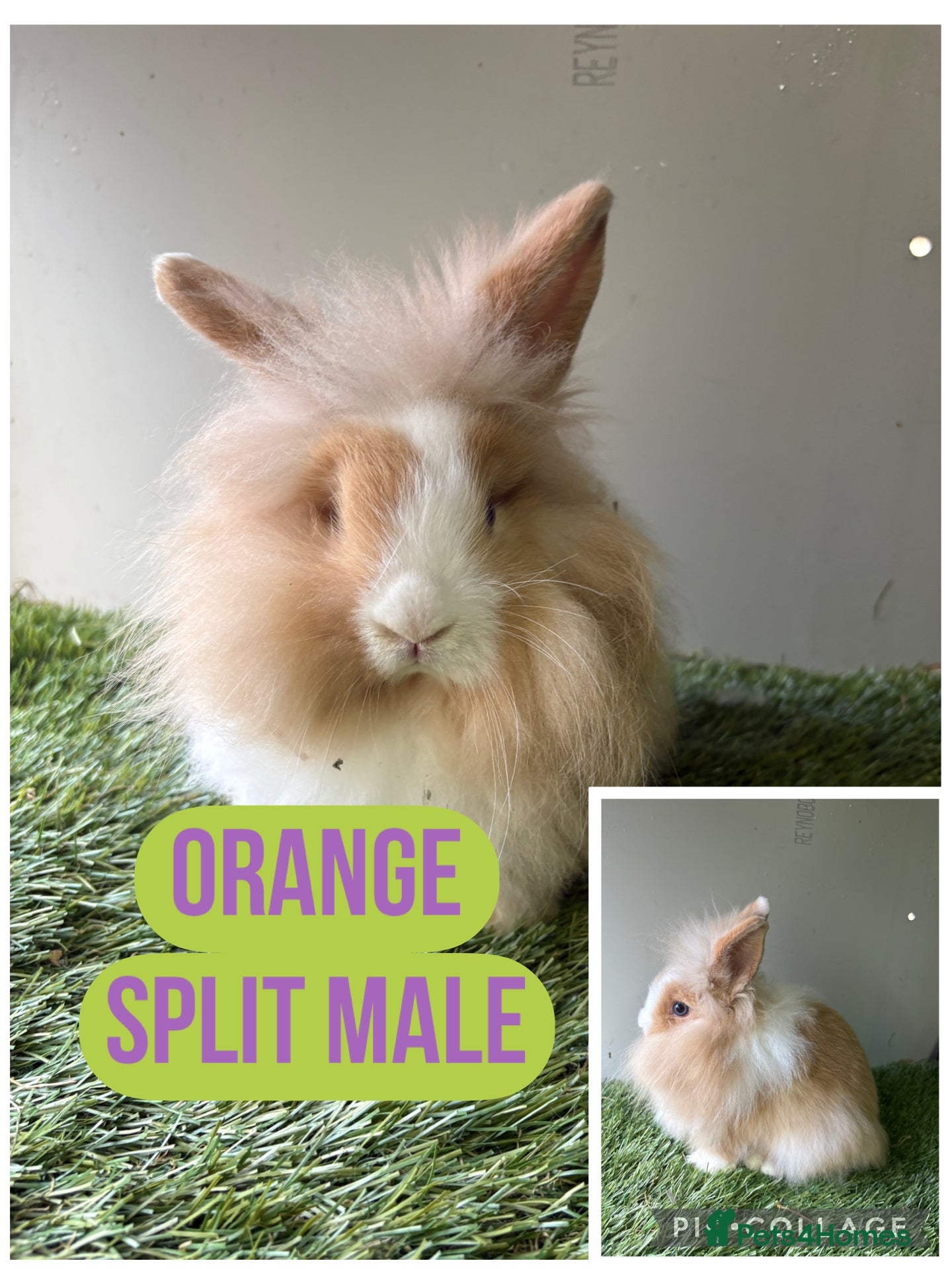 Lionhead rabbits 1 x Male Lion Rabbit with cage, all accessories  - Advert 18