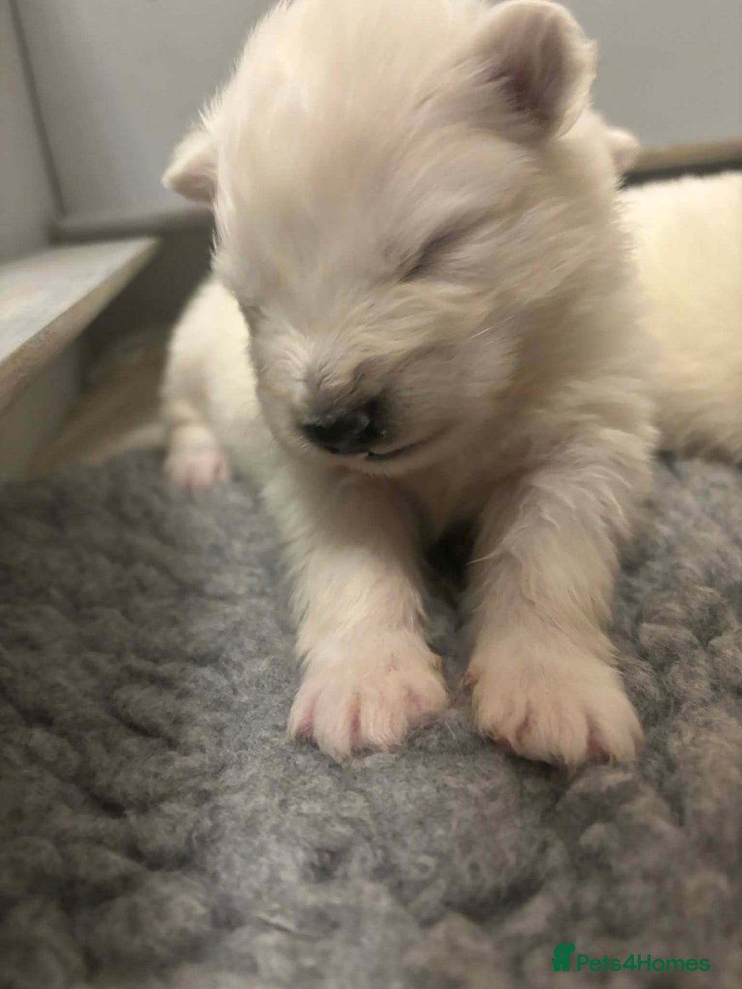 Samoyed dogs for sale: KC reg. Samoyed puppies with champ bloodline  - Advert 11