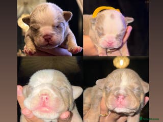 English Bulldog dogs English lilac bulldogs - Advert 3