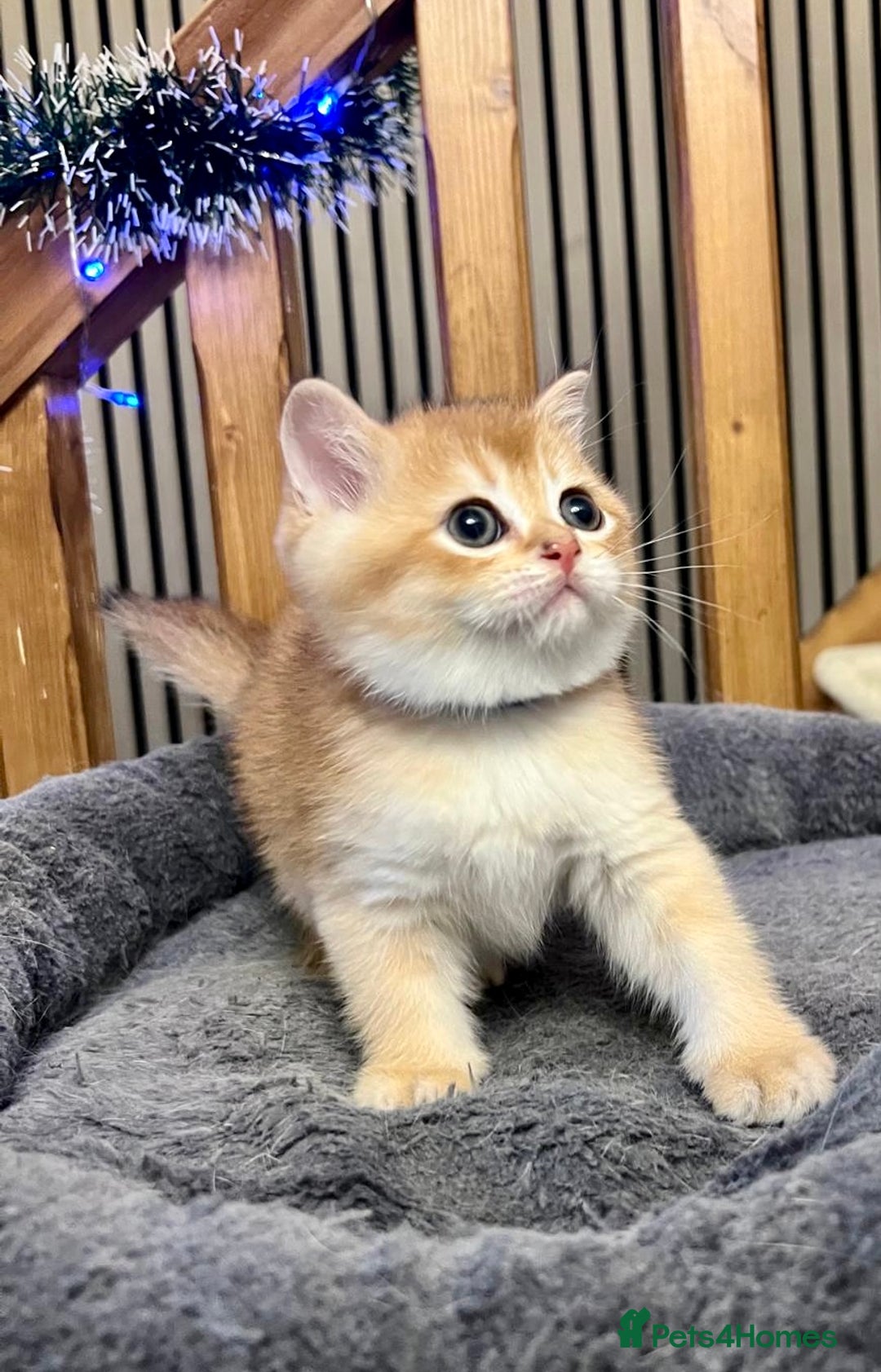 British Shorthair cats for sale: Fully pedigree kittens - Advert 11