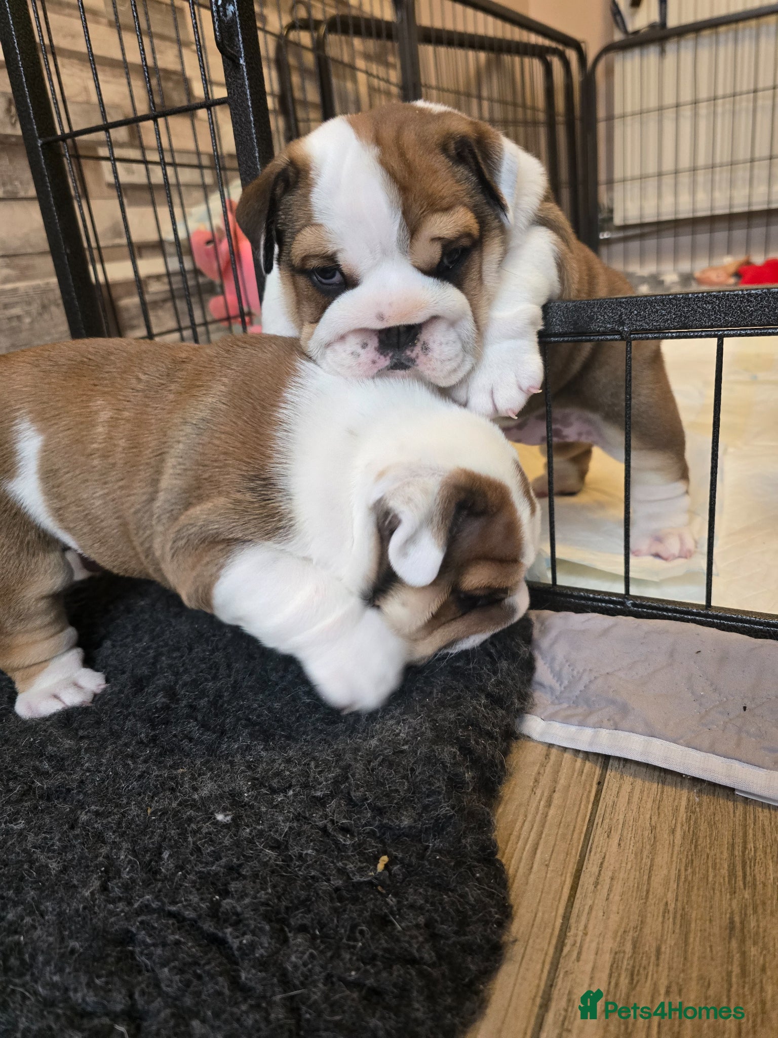 English Bulldog dogs 2🐶 🔥KC registered English bulldog puppies✨️🔥 - Advert 6