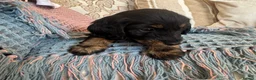 Miniature Dachshund dogs for sale: Miniature dachshunds for sale in Witney - Advert 12