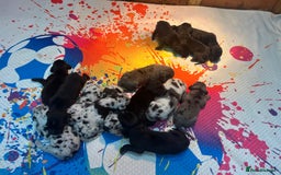 Great Dane dogs for sale: Outstanding litter of Great Danes  - Image 5