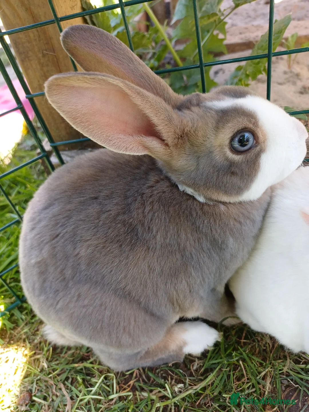 Rex rabbits for sale: Beautiful blue eyed mini rex looking for new home in Kidderminster - Advert 2