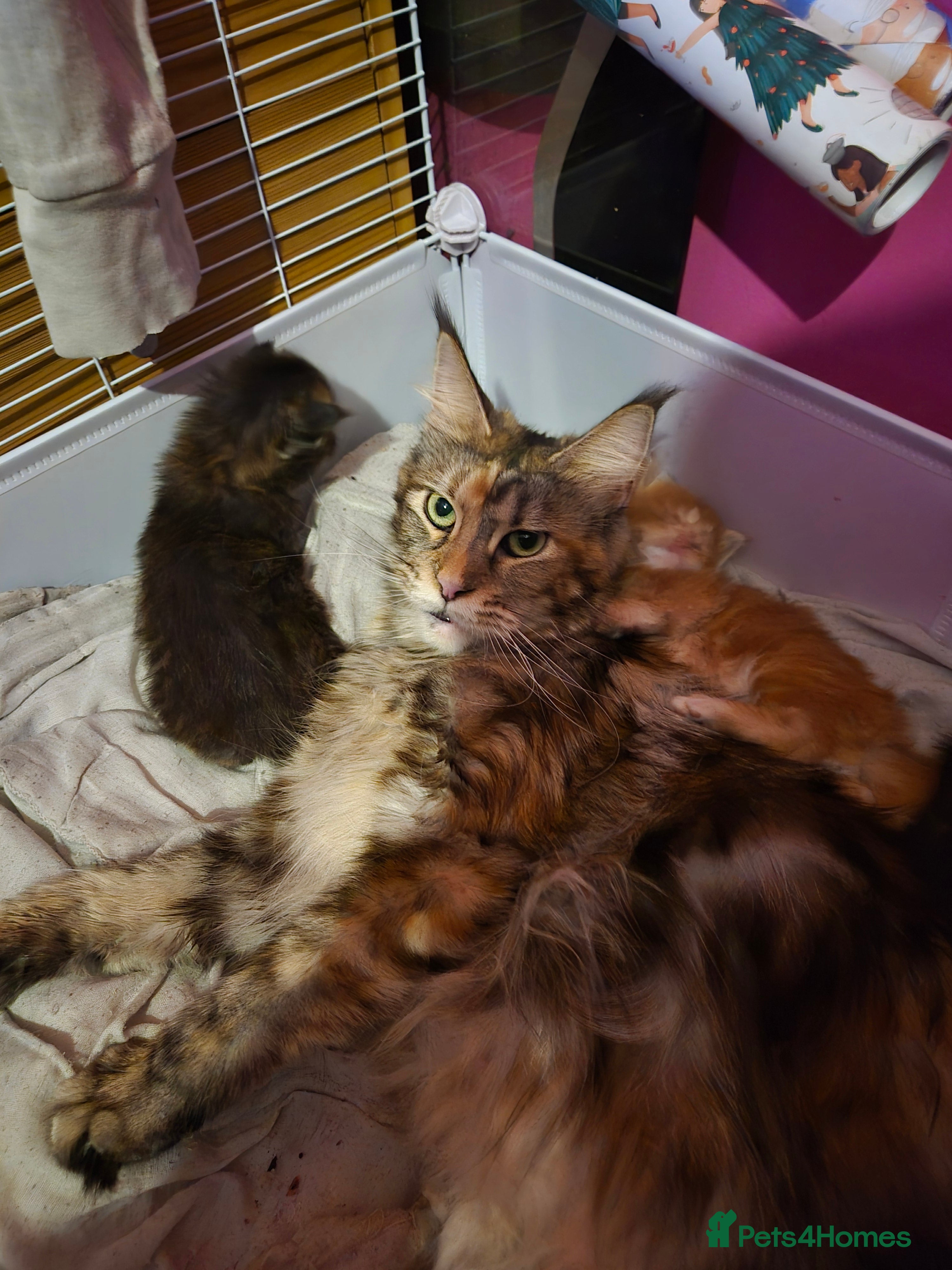 Maine Coon cats Russian /xxl maine coon - Advert 2