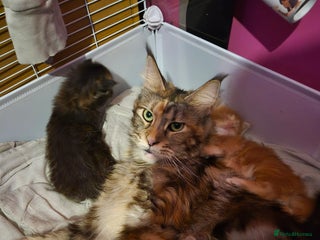 Maine Coon cats Russian /xxl maine coon - Advert 2