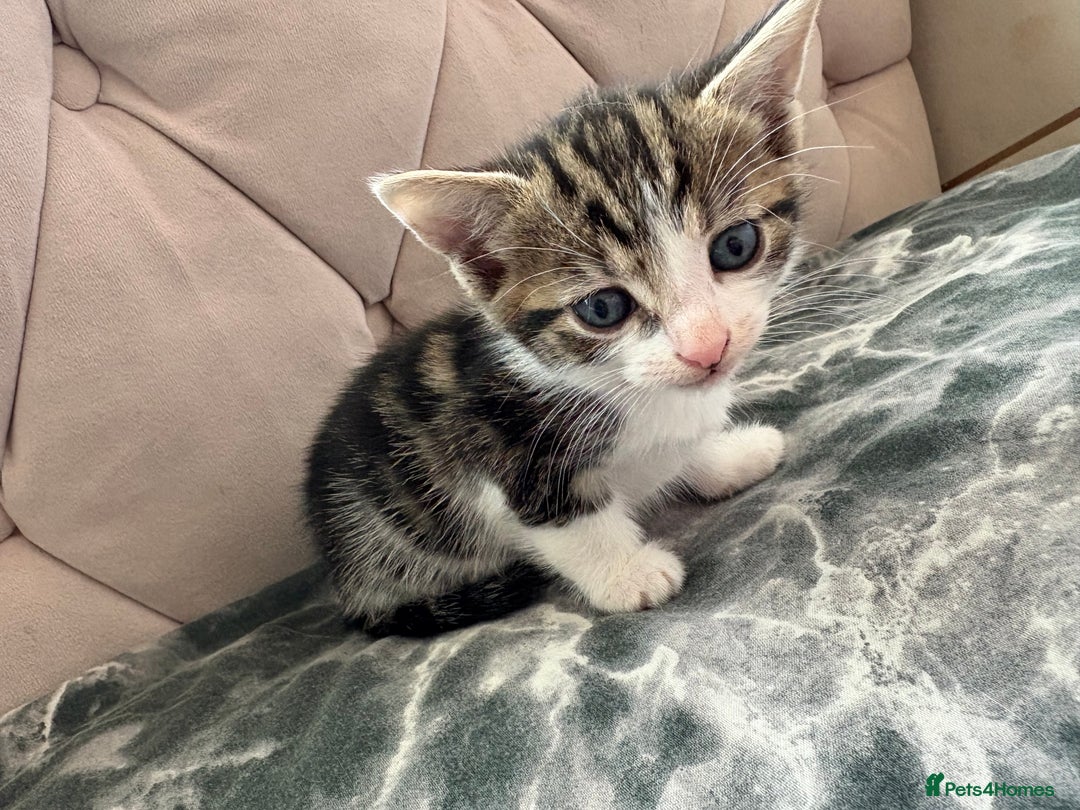 Mixed Breed cats for sale: 6 kittens not ready till 14th August  - Image 2