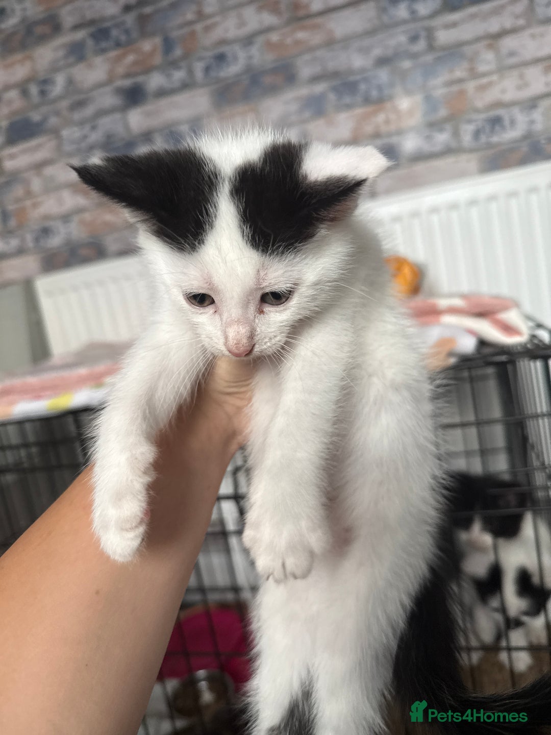 British Shorthair cats for sale: 4 Kittens for sale - Image 26