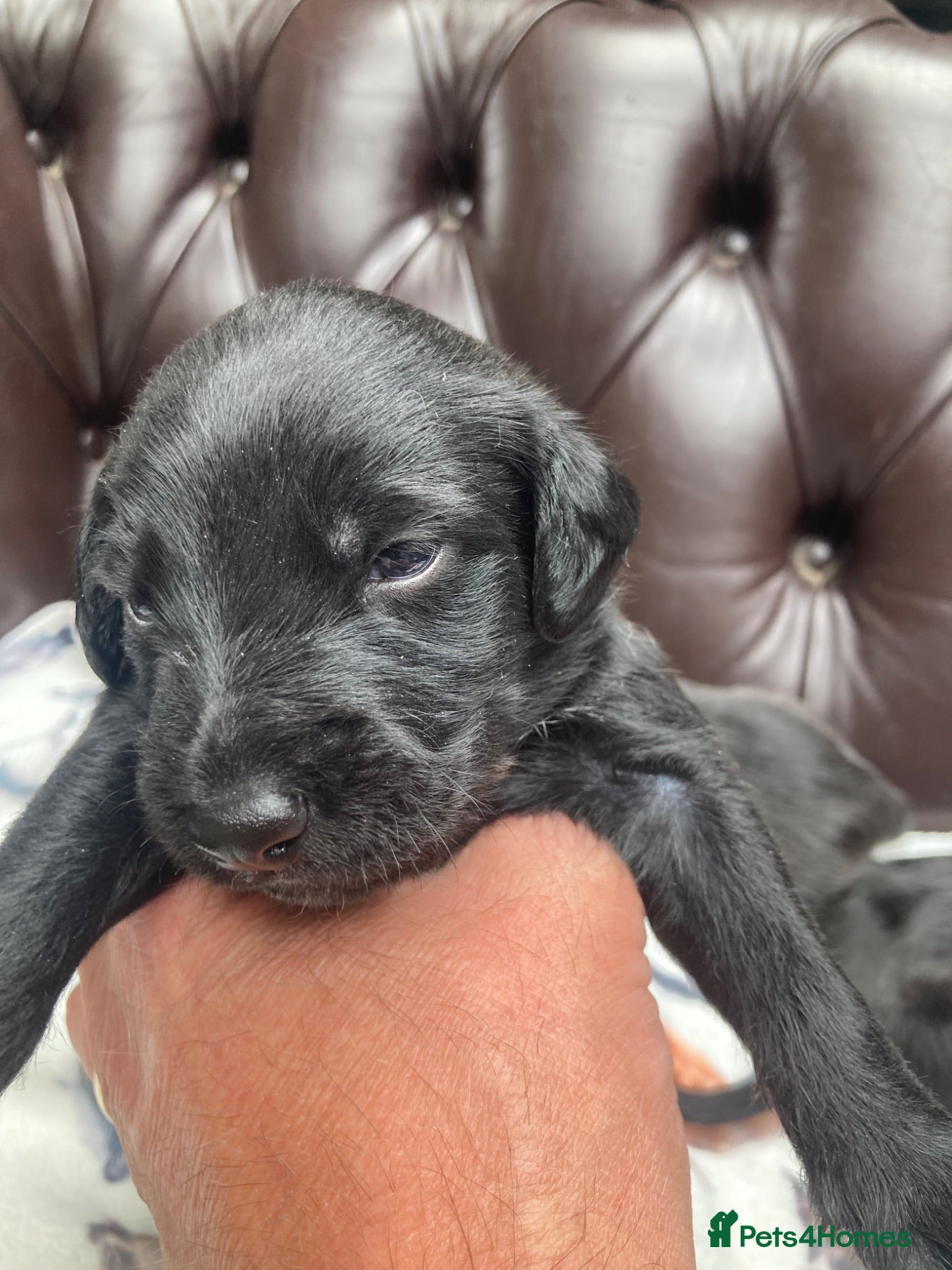 Mixed Breed dogs Whippet cross Bedlington Terrier  - Advert 16