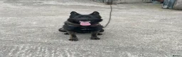 German Shepherd dogs for stud: Kc registered German shepherd  - Advert 3