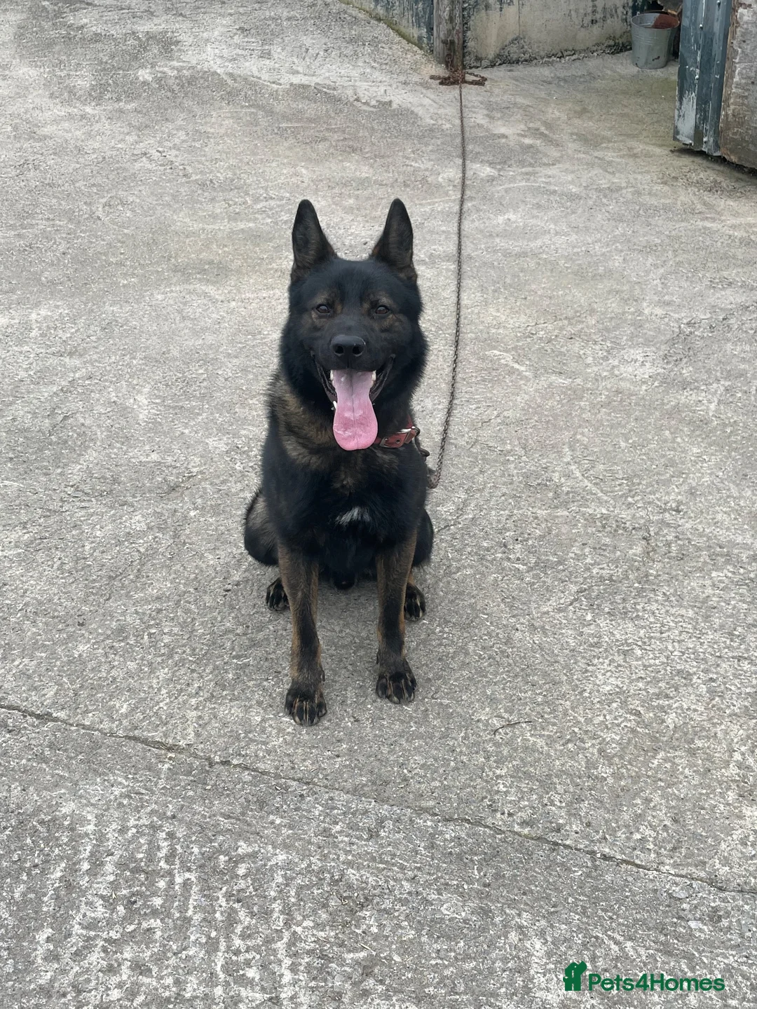 German Shepherd dogs for stud: Kc registered German shepherd  - Advert 3