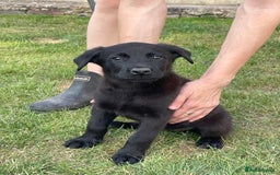 Mixed Breed dogs for sale: Belgium shepherd cross Rottweiler Labrador  - Image 9