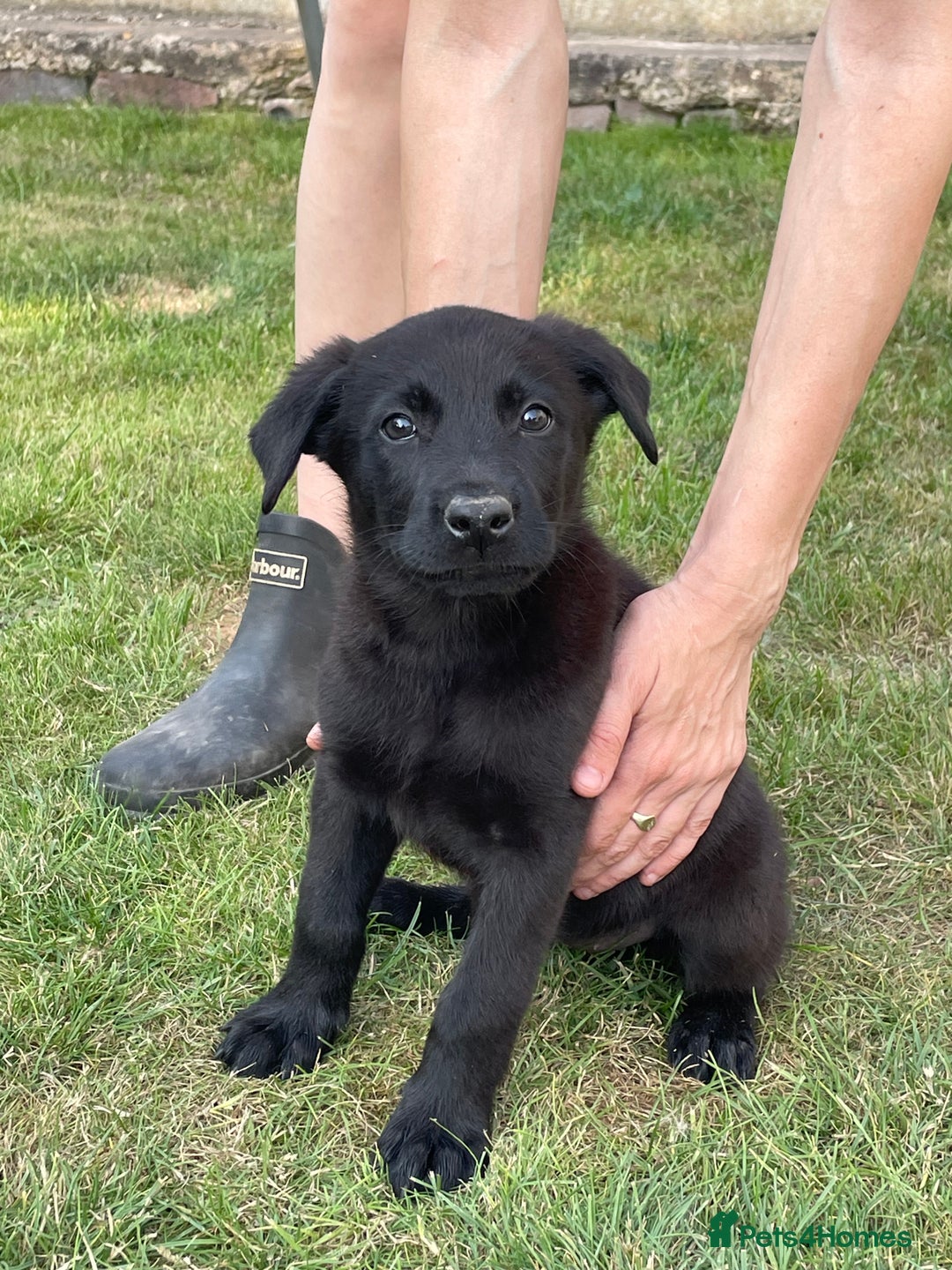 Mixed Breed dogs for sale: Belgium shepherd cross Rottweiler Labrador  - Image 9