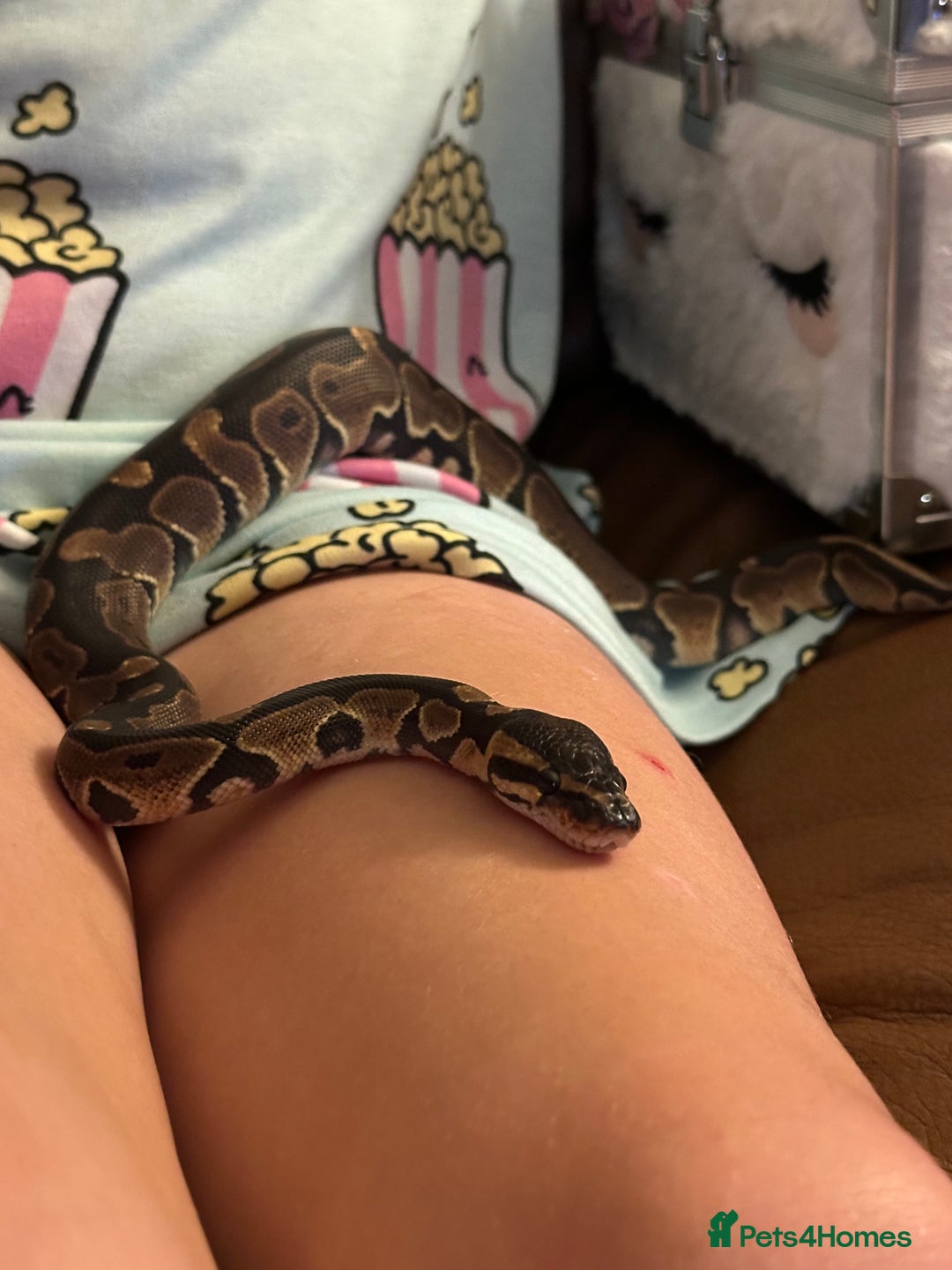 Python Snake reptiles for sale: Ball Python: young/baby  - Advert 9
