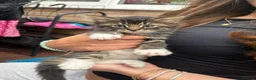 Mixed Breed cats for sale: 6 Cats For Sale (60 each) in Bedford - Advert 7