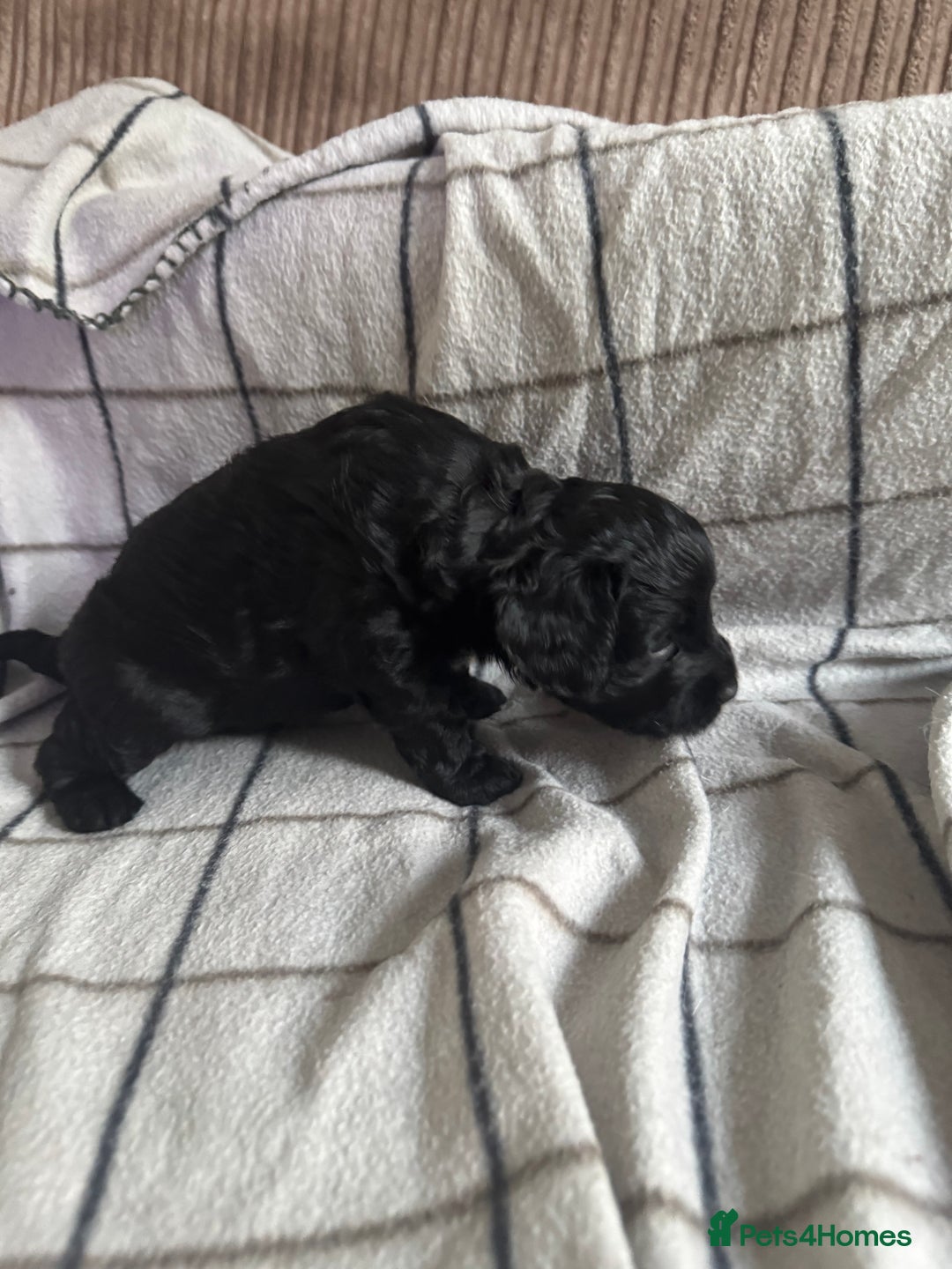 Mixed Breed dogs for sale: 8 Springer mix Puppies - Advert 23